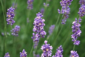 Das Bild zeigt einen Lavendelstrauch
