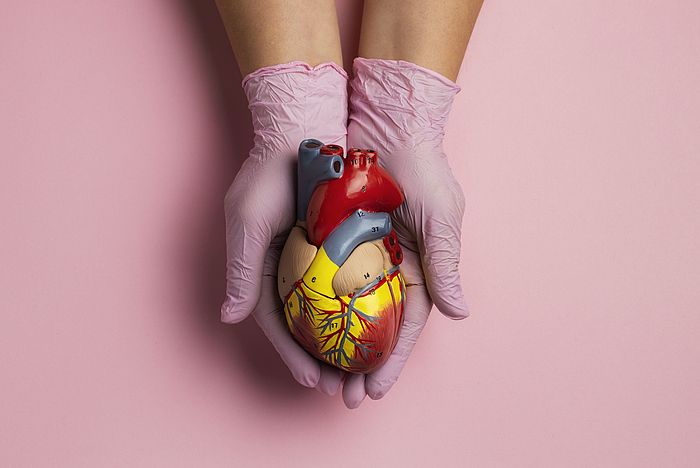Das Bild zeigt zwei Hände, die ein anatomisches Modell eines Herzens halten.