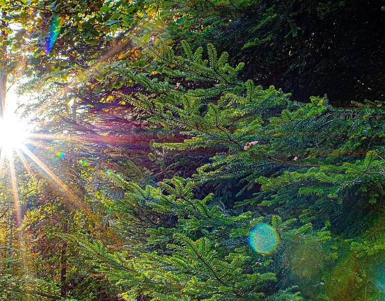 Sonnenlicht im Wald